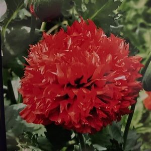 Meet your Posher, Tracey